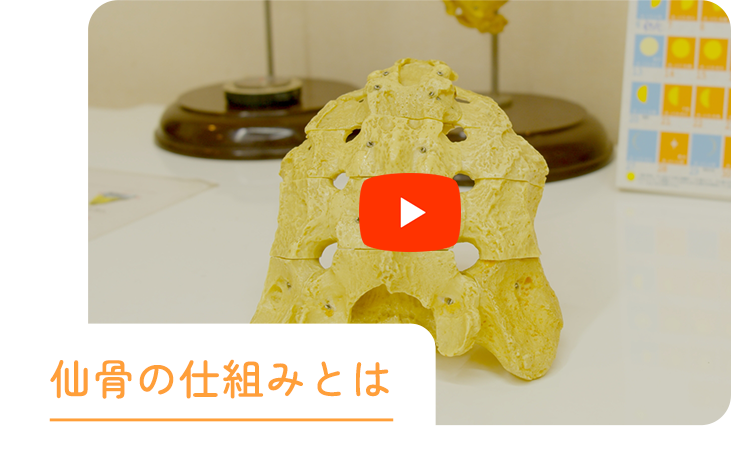 仙骨の仕組みとは