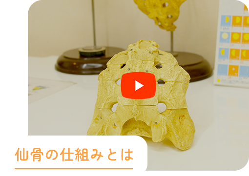 仙骨の仕組みとは